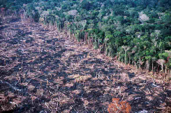 MP 458 oficializa el robo de tierras y permite la devastación de la selva, entregando la Amazonia  a la demencia del agente económico devastador e inescrupuloso. - Foto:Ecourbana