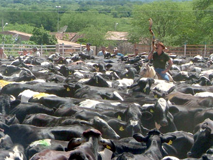 Cercados no brete, os direitos de participação política ficam cerceados ao imediatismo e ao controle dos chefes de aparelho manipulando recursos coletivos. Para alegria da direita, essa prática no Brasil é multipartidária  - Foto:pe-az