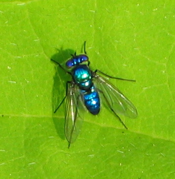 O pleito municipal é a mosca azul da polititica, politiquería em castellano, ao alcance de todos. Ao invés de se debater os temas de fundo do município, a atividade da campanha para vereança e prefeito desenvolve-se com o ataque ao tecido social organizado.
- Foto: O pleito municipal é a mosca azul da polititica, politiquería em castellano, ao alcance de todos. Ao invés de se debater os temas de fundo do município, a atividade da campanha para vereança e prefeito desenvolve-se com o ataque ao tecido social organizado.
- Foto: